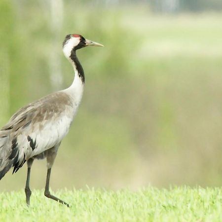 Pokoje Goscinne "Tak Lubisz" Gardna Wielka Exteriör bild